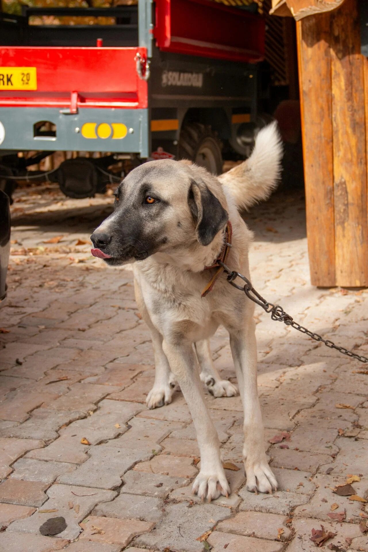 🐶 are kangal dogs dangerous? the complete truth about turkey’s legendary guardian breed 🦁