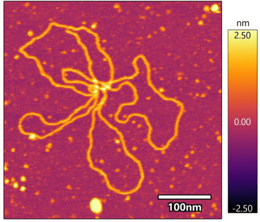 AFM image of DNA on mica with height scale.
