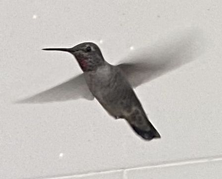 Sugar Comma Syntactic Minimum Viable Python Blog - Elegant Nature Image - Ultra HD