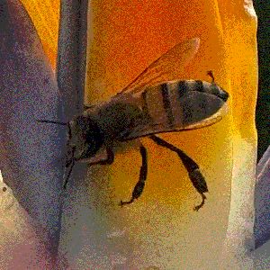 About Minimum Viable Python Blog - Stunning Colorful Background - 8K