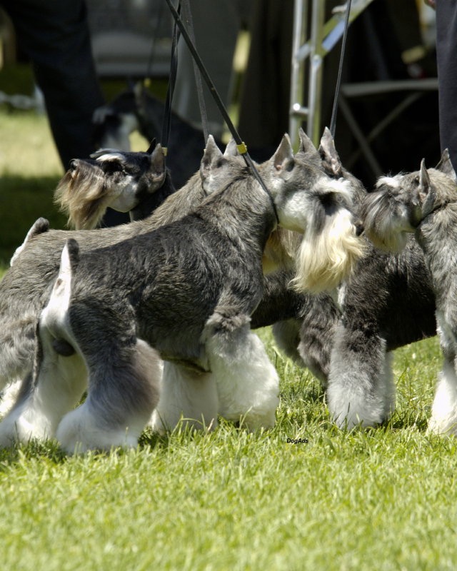 Miniature Schnauzer Cruiser