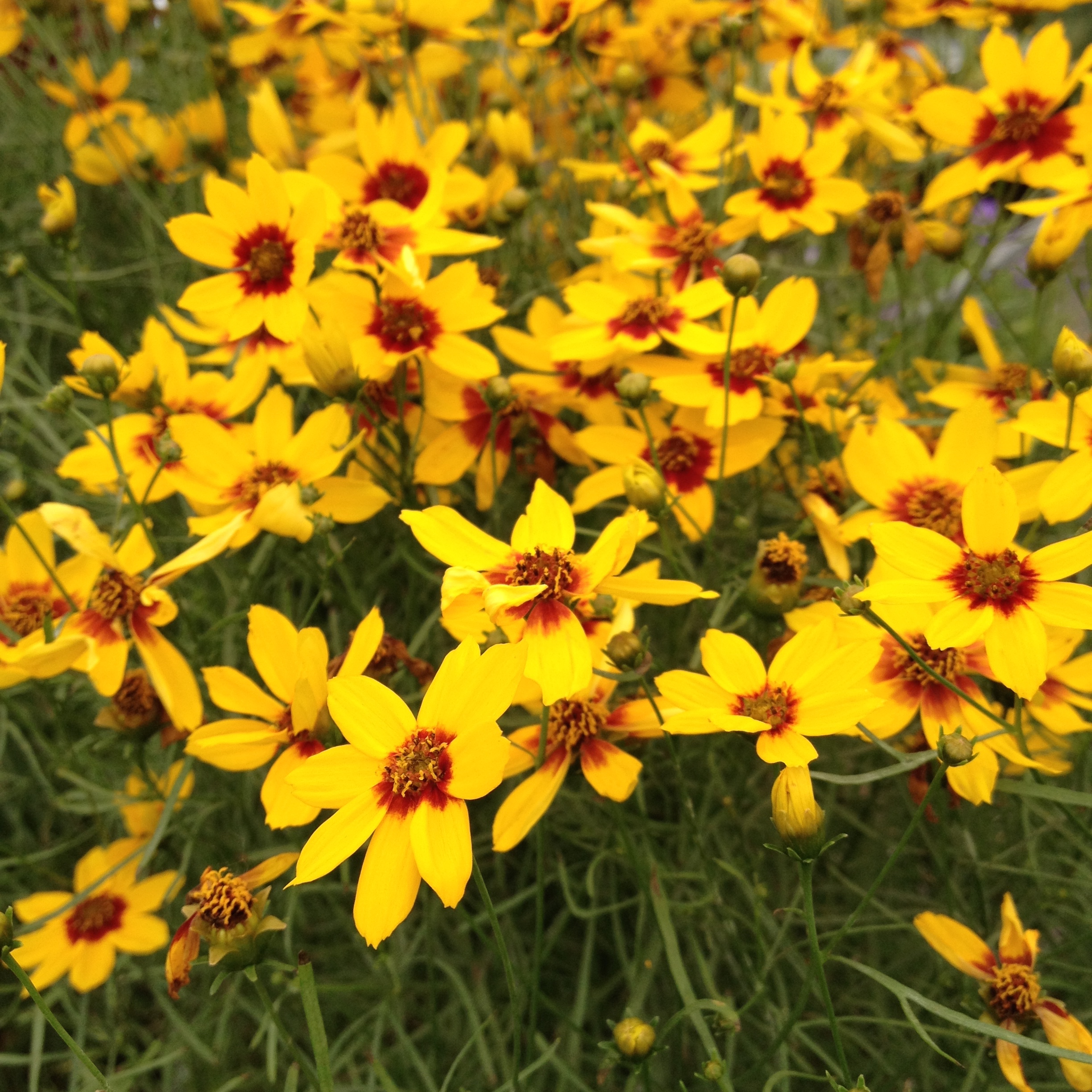 U*a様 plants by the core CR-03 Better Homes and Gardens Outdoor Live Plant Coreopsis