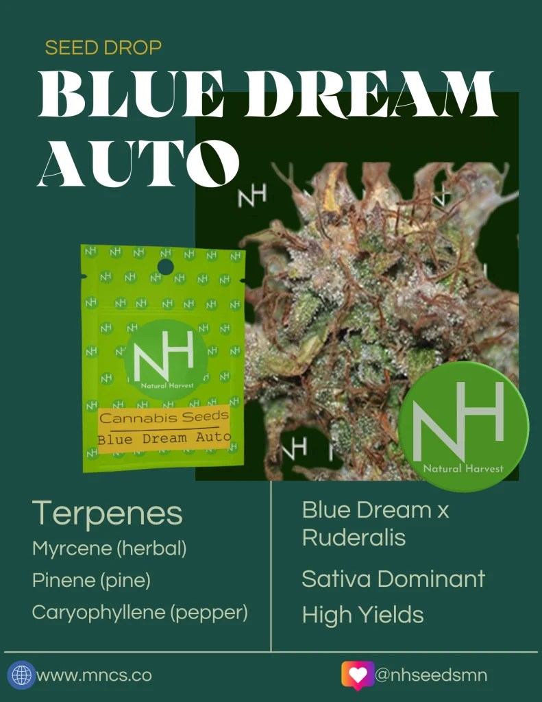 Blue Dream Auto
