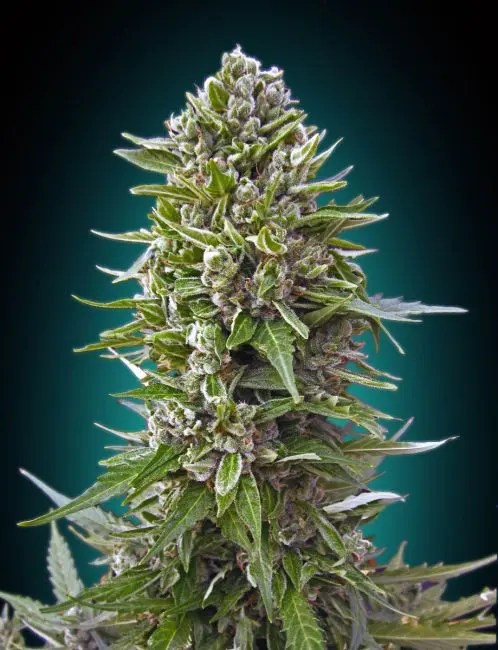 NH Northern Lights Auto flower