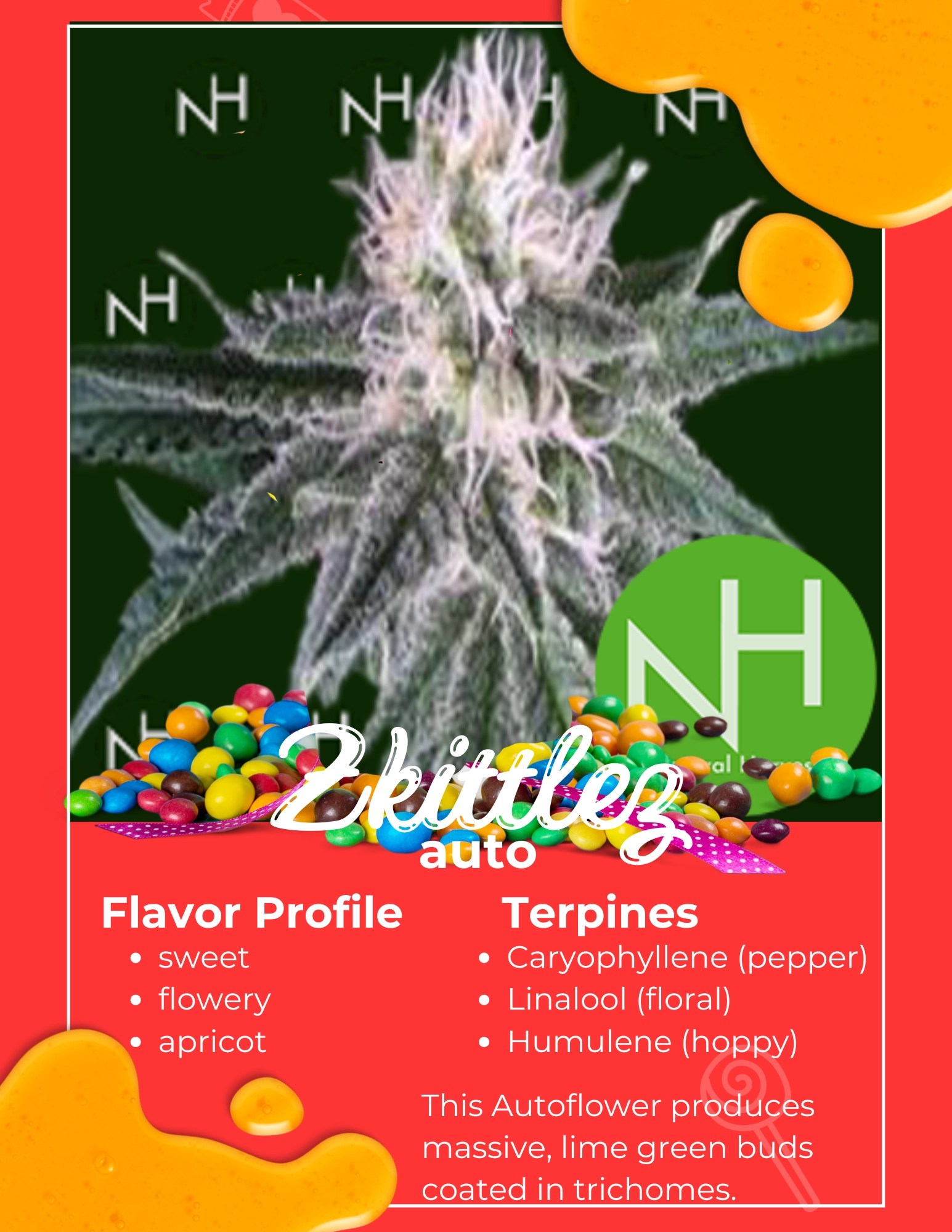 Zkittlez Auto Seed Drop