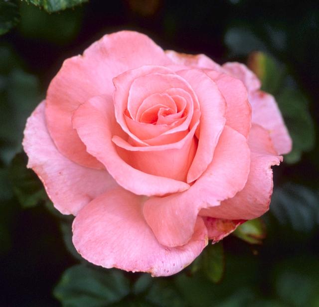 Beginner's rose list