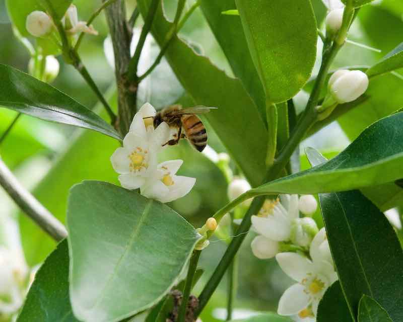 How to Attract Bees Minneopa Orchards (2023)
