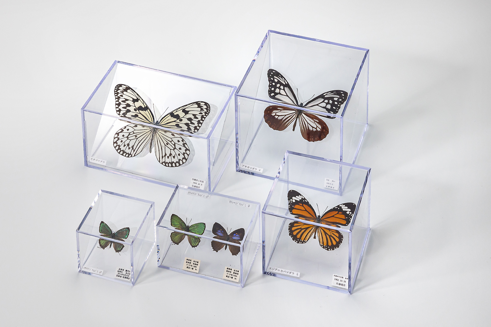 昆虫標本 | 透明プラスチックケースのミノルキューブ(フィギュアケース)