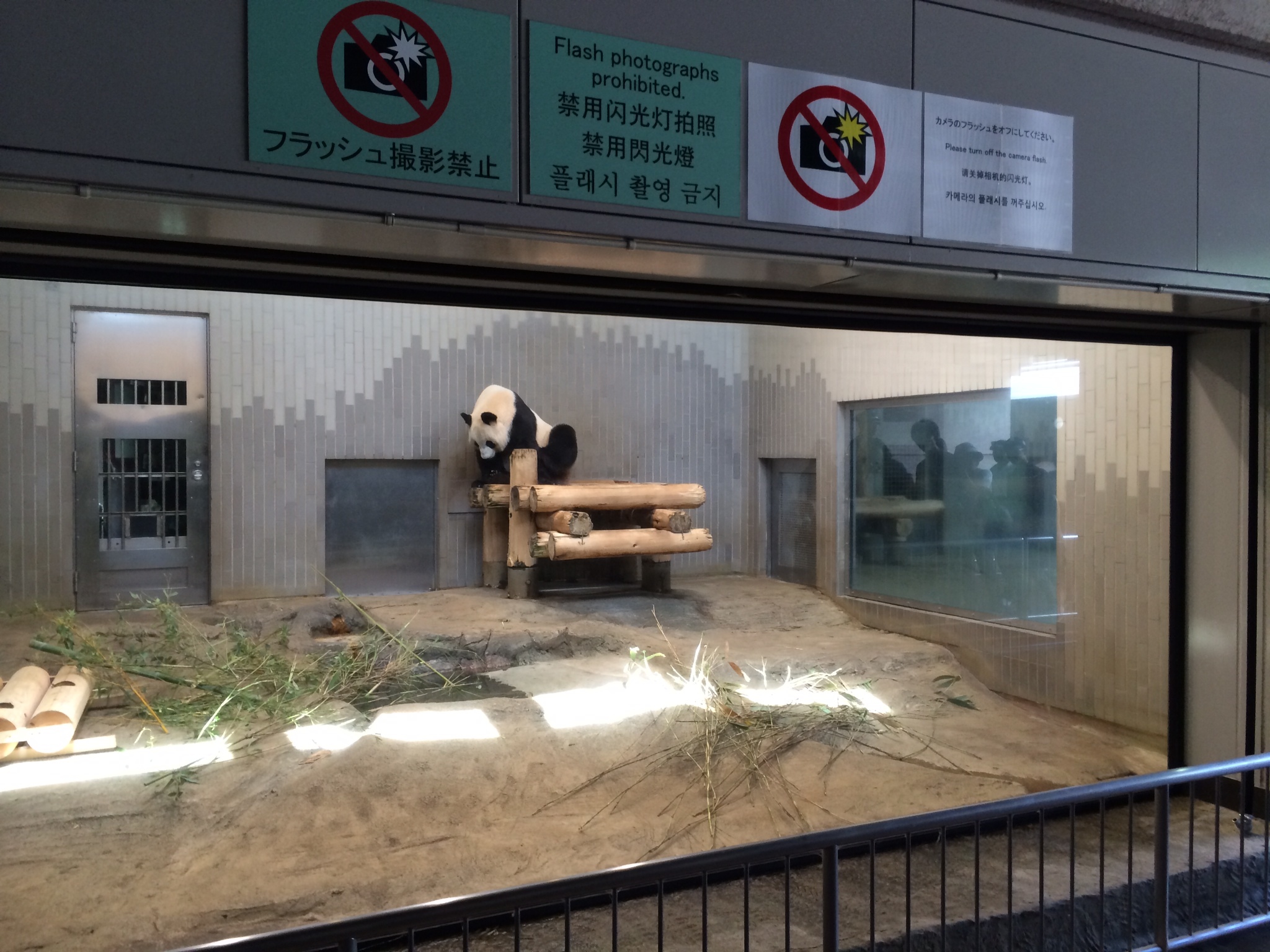 上野動物園のパンダ
