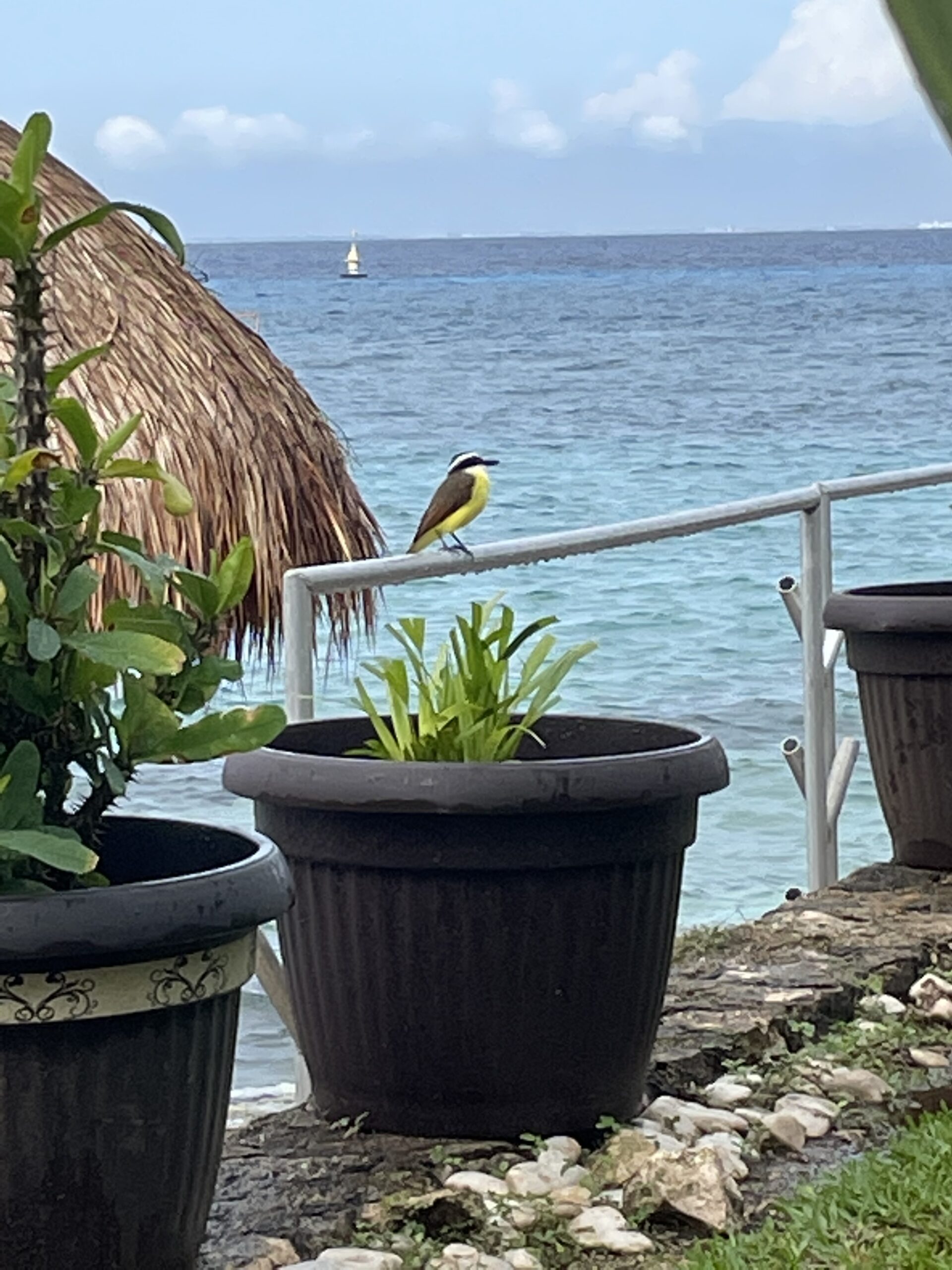 local wildlife at hotel