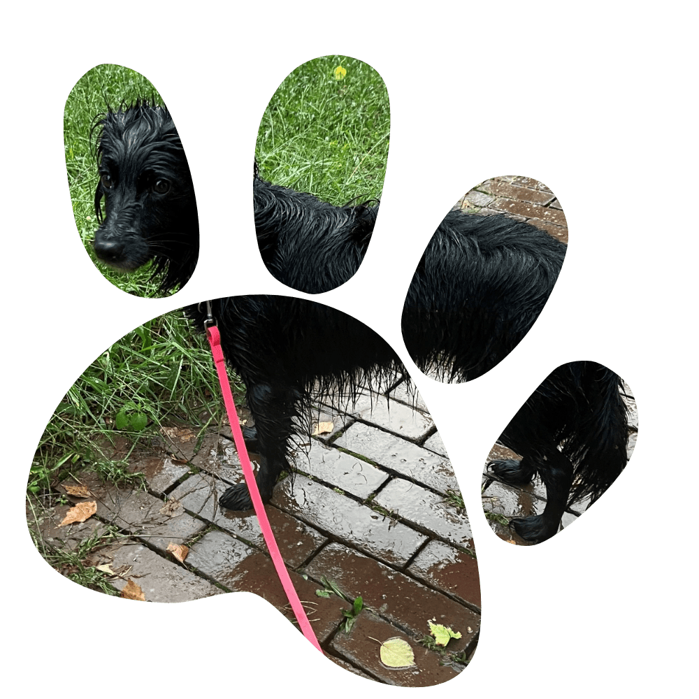 Een leuk doorkijkje door een hondenpootje naar een drijfnat hondje (Markiesje) met een roze BioThane® Miqdi hondenriem