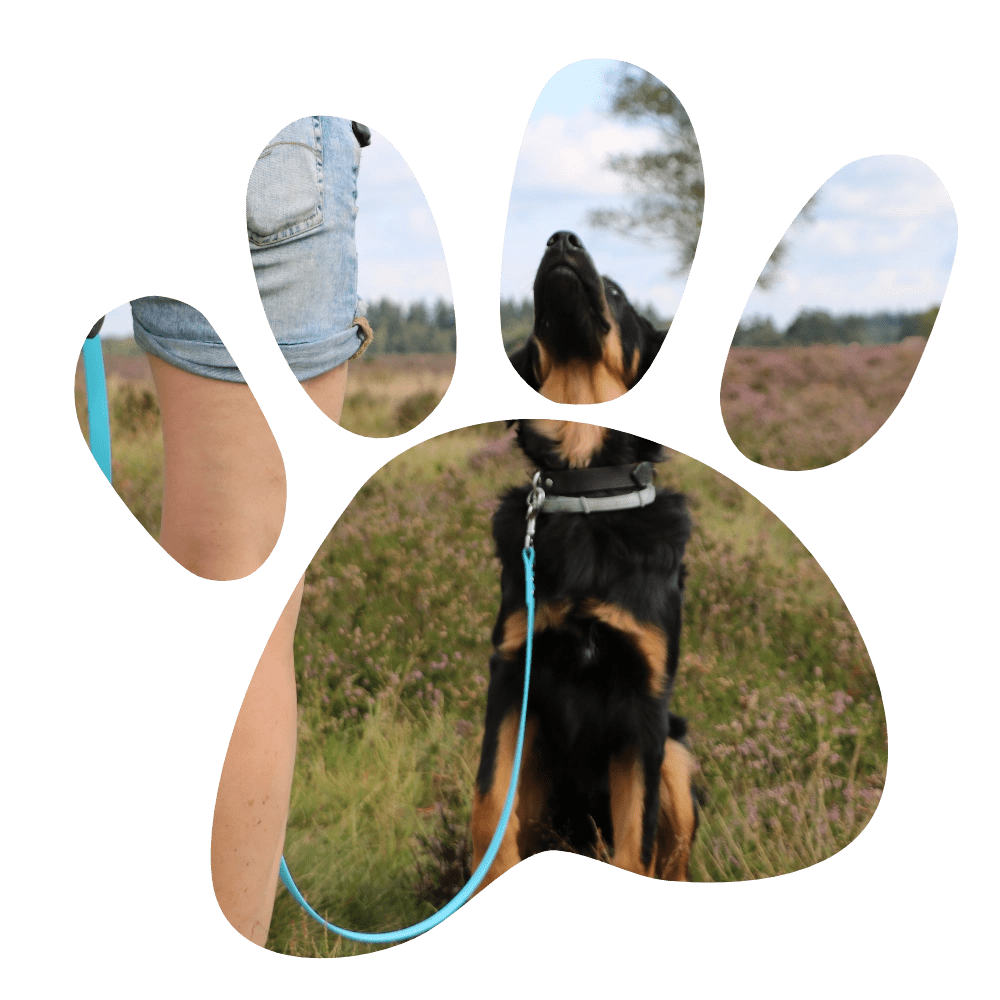 Een leuk doorkijkje door een hondenpootje naar een gehoorzaam pupje met een blauw Miqdi hondenriem