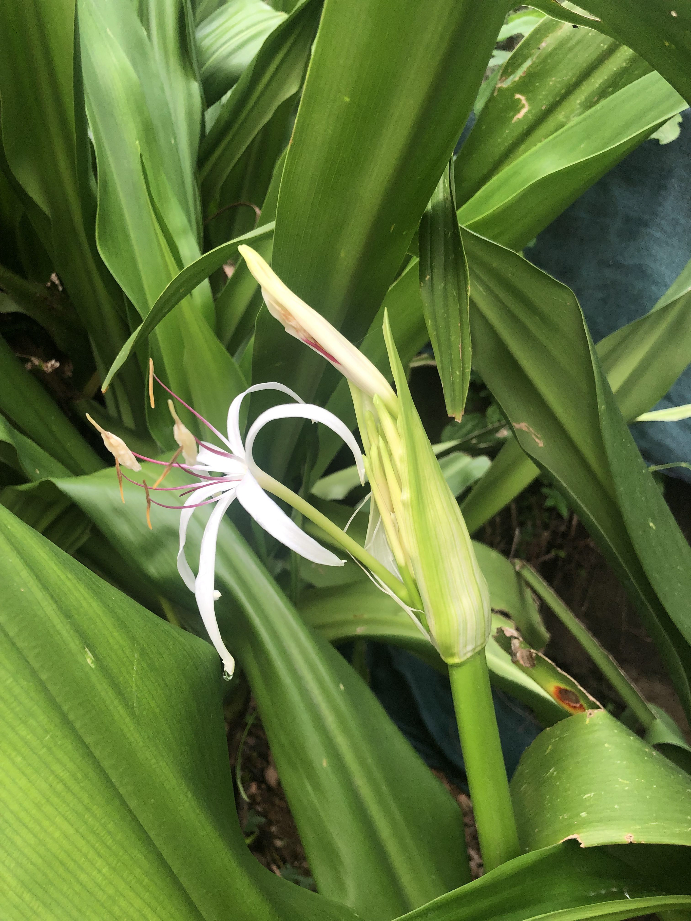 However, lilies grown in partially shady sites produce more blooms and usually . White Giant Spider Lily Crinum Asiaticum On Behance
