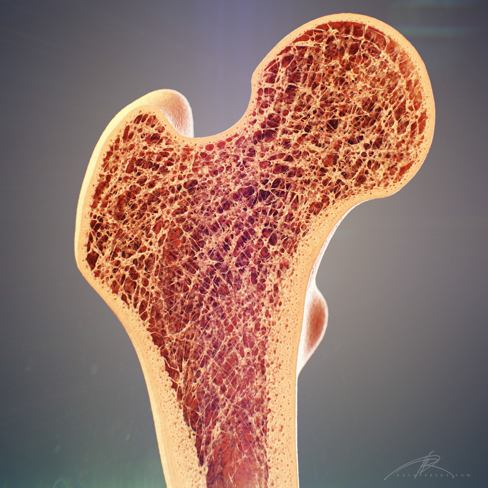 The longest bone in the human is called the femur, or thigh bone. Bone Cross Section For Radius Digital Science On Behance
