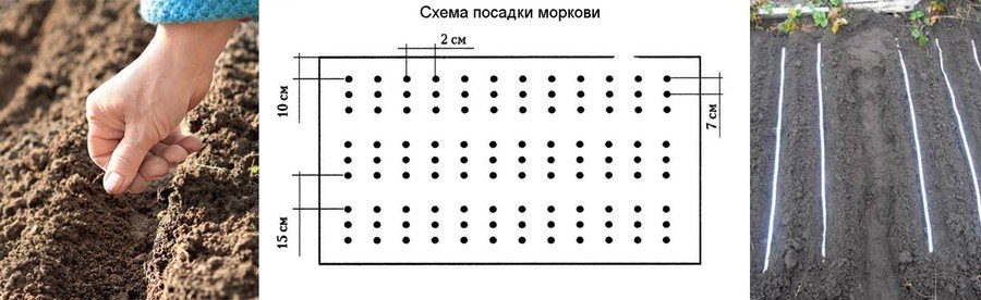 Выбираем идеальное место для выращивания редиса