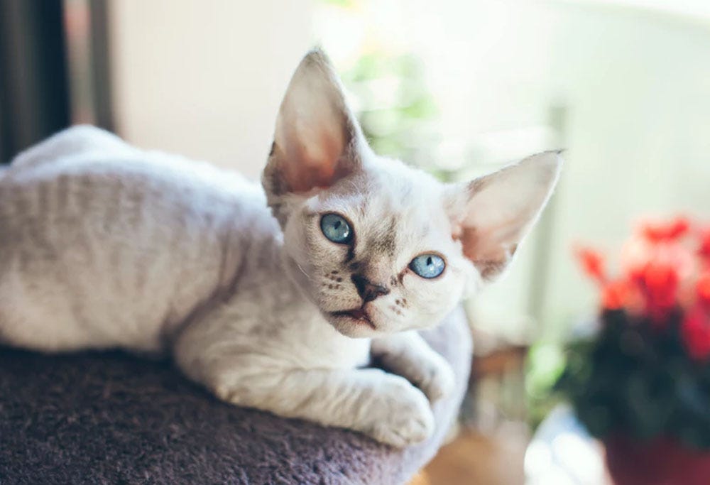 Munchkin Kedi Youtube