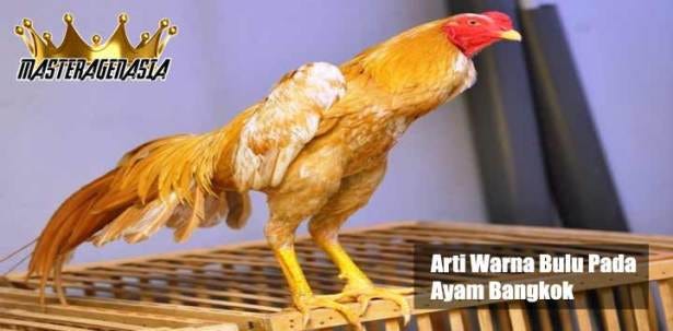 Di atas merupakan gambar ayam untuk pengesahan referensi dan alangkah baiknya kita mengetahui ciri ciri . Gambar Ayam Untuk Pengesahan Psht Arina Gambar