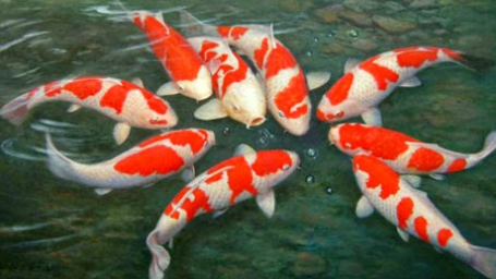 Klasifikasi dan morfologi ikan Koi | by olivia syaifa | Medium