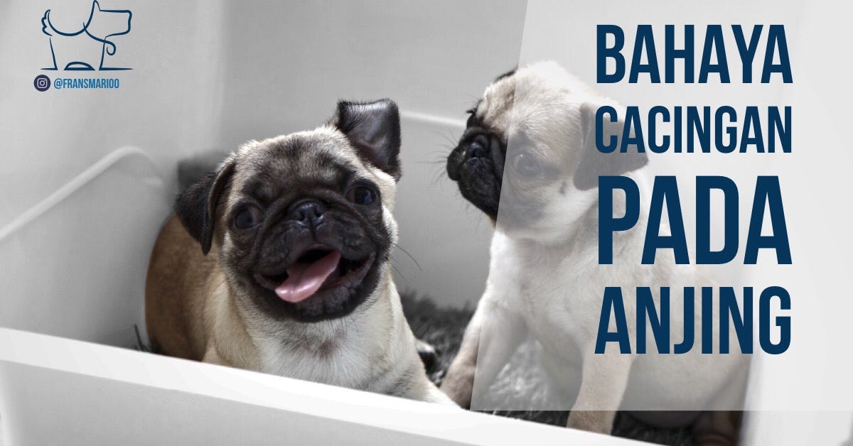 Bahaya Cacingan Pada Anjing Rio Farm