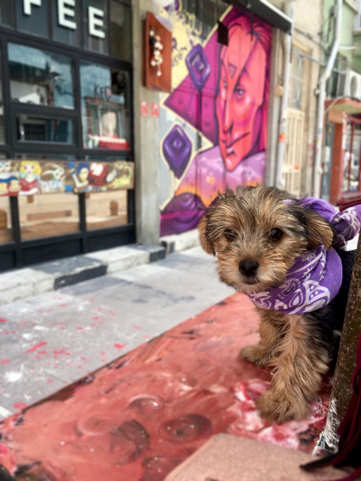 5 Adimda Kopek Tuvalet Egitimi Verin Detayli Rehber Petzz Blog