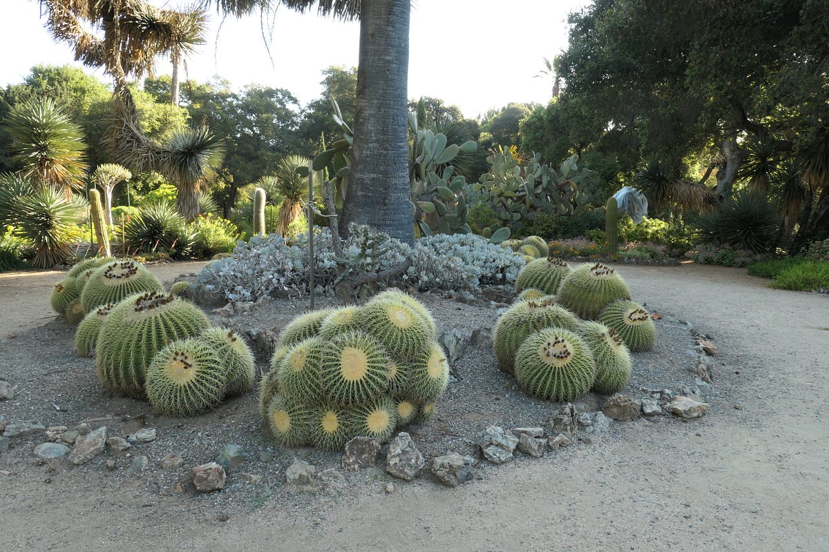 We talk about a few different uses for the golden barrel and how it might. Echinocactus Grusonii The Most Commanding Cactus In A Garden By Sara Abbasi Medium