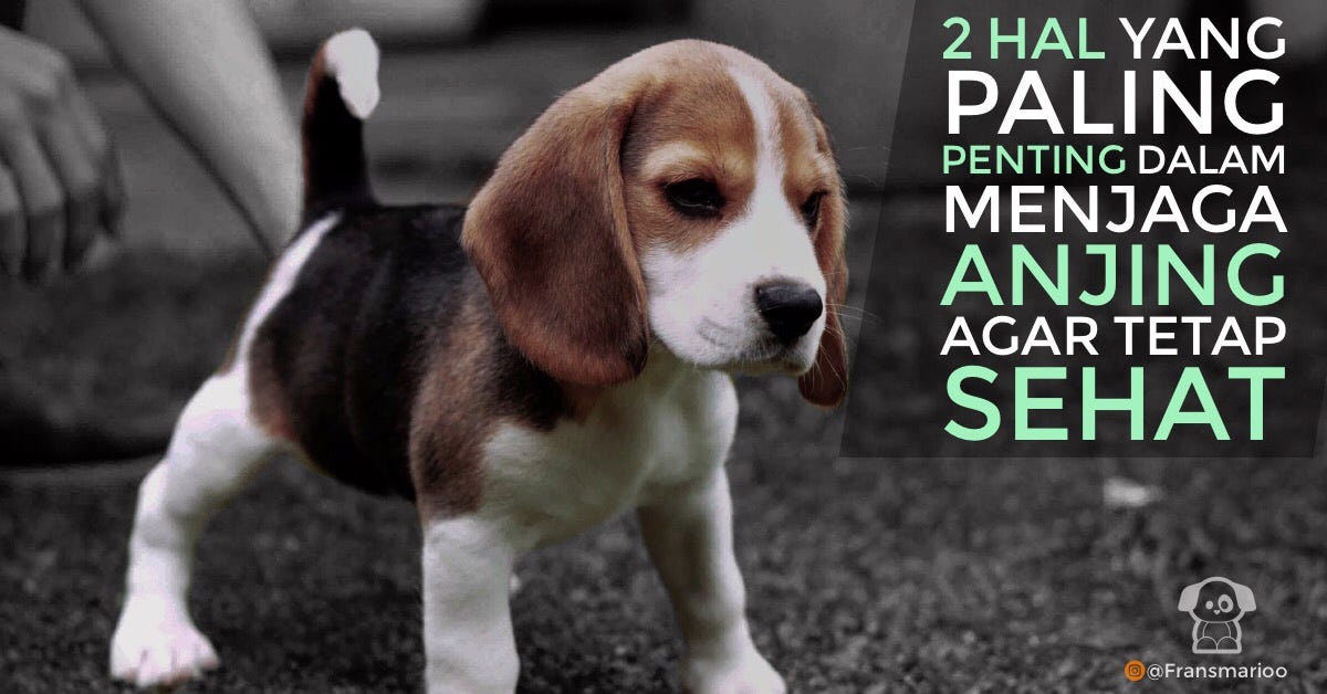 2 Hal Paling Penting Menjaga Anjing Anda Tetap Sehat