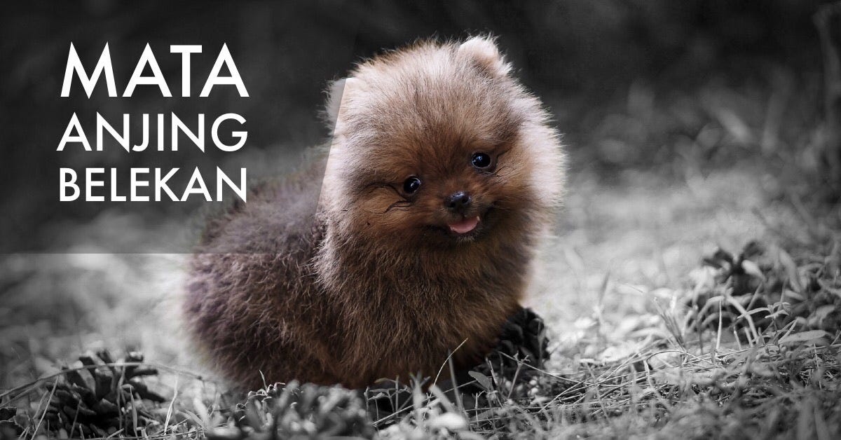 Mata Anjing Belekan. Anjing yang belekan atau mata sering… | by Fransmarioo  | Rio Farm