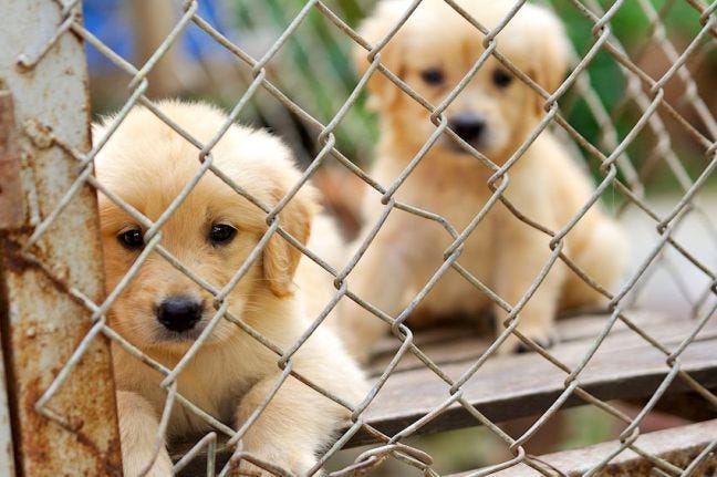 49 hq photos cat shelters near me bristol / girl teaches her dog to