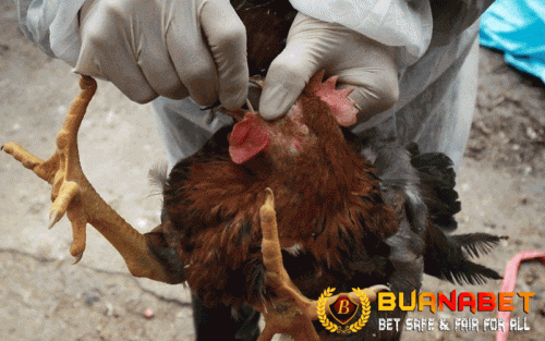 Flu Burung Deteksi Dini Dan Penanganannya Doktersehat