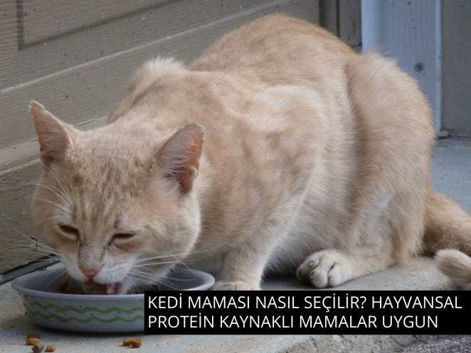 En Iyi Kedi Mamasi 2020 En Iyi Kedi Mamasi Markalari