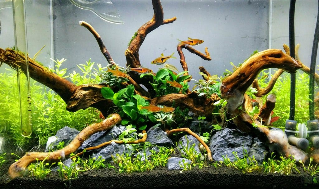 One way you can do . Can I Use Stones And Driftwood In My Planted Aquascape By Planted Tank Source Medium
