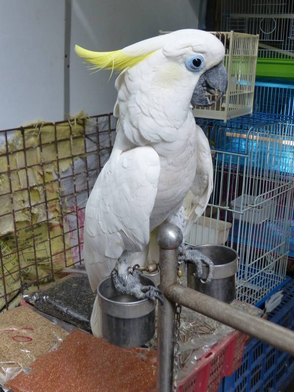 Species for Sale: Yellow-crested Cockatoo | by WWF HK | Panda blog @WWF-Hong Kong | Medium