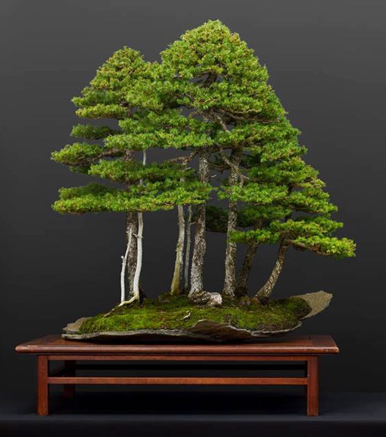 Spruce have a poor reputation as bonsai. Picea Mariana 2 Black Spruce By Marc Antoine Ducas Medium