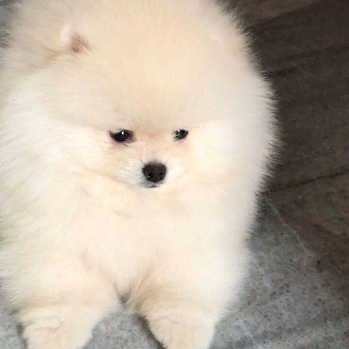 Anjing Batuk Rio Farm