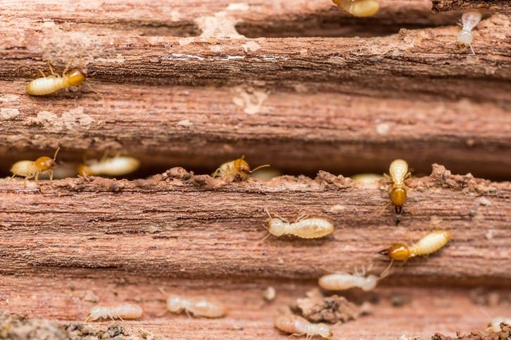 Kisah Hikayat Ular Gua Tsur Yang Rindu Bertemu Dengan Nabi Muhammad SAW  Sejak Ribuan Tahun Yang Lalu Edisi Trilingual | by Jannah Firdaus Mediapro  Art &amp; Story | Medium