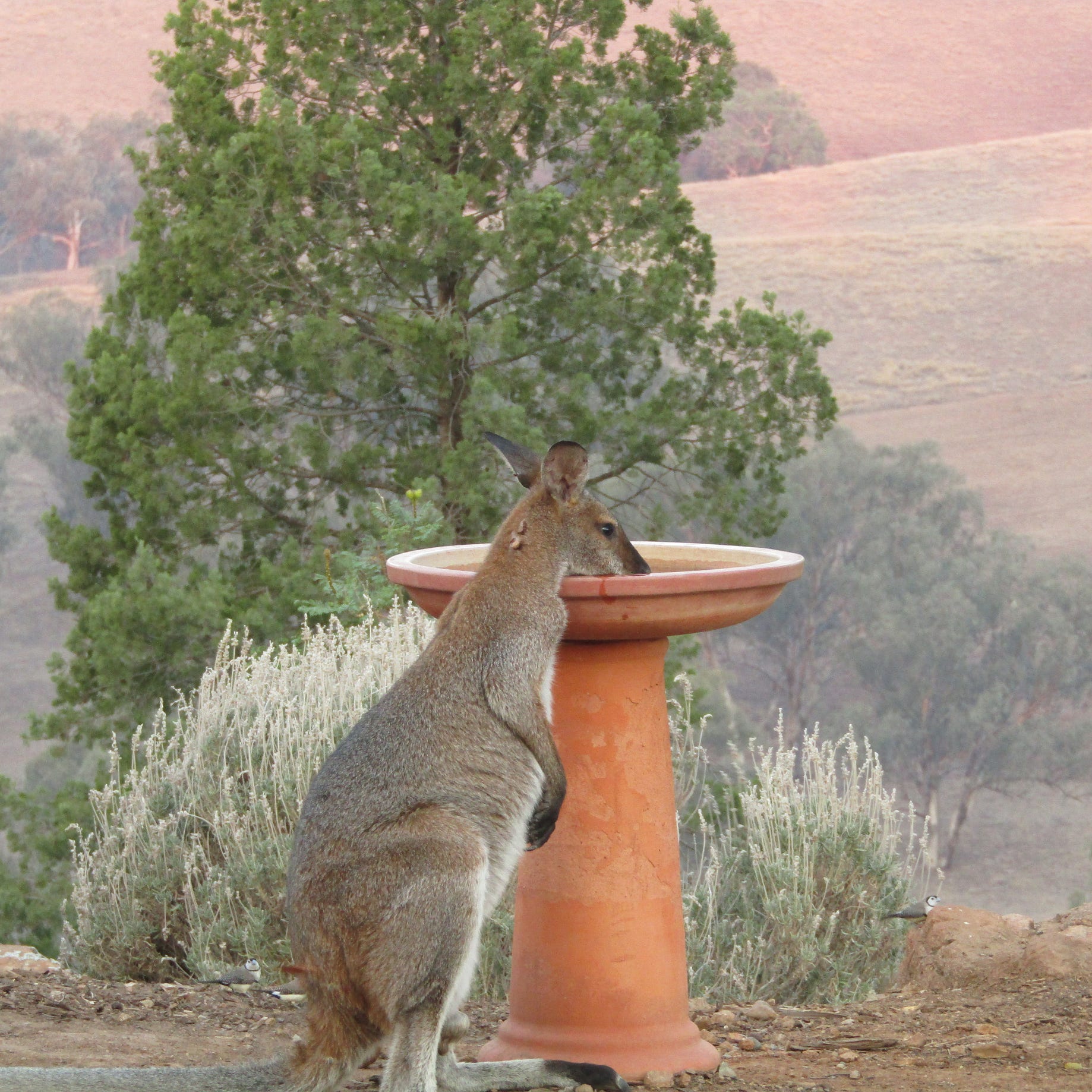 Hosts include bandicoots, possums, kangaroos and wallabies. Coughing Kangaroos Victims Of Australia S Catastrophic By Therese Ralston Age Of Awareness Medium