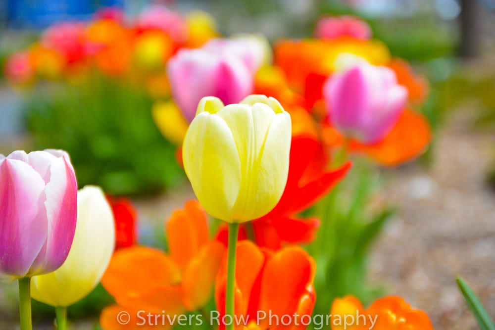 Spring Season Of Change Life Is Pleasant Death Is Peaceful By Ronda Lee The Coffeelicious Medium