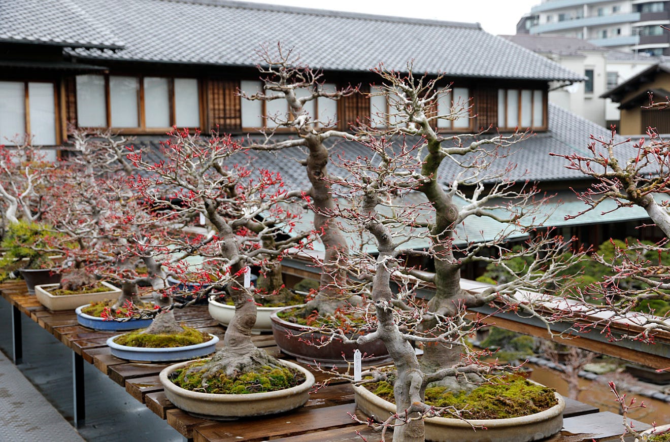 On Bonsai Collection How Should I Plan Build And Organize By Marc Antoine Ducas Medium