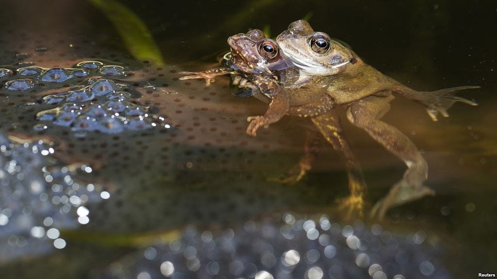 The gallery for sketsa burung merak. Contoh Gambar Hewan Katak - Kata Kata