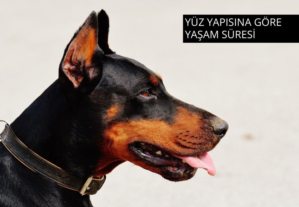 Turk Mali Dizisindeki Kopek 4 Bin Tl Maas Aliyor Son Dakika Magazin