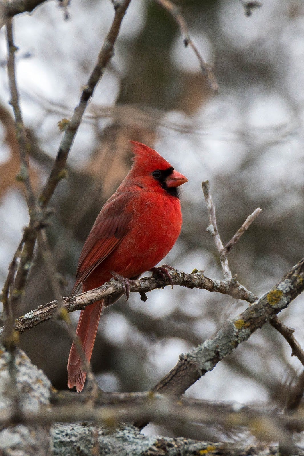 British Birds Photo Gallery By Gary Martin At Pbase Com