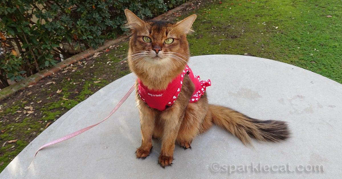 Dress For Success By Cats N Things Medium