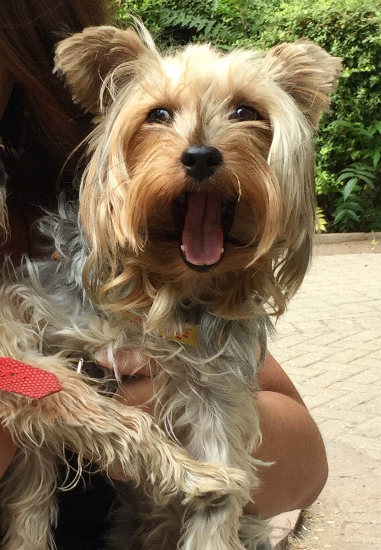 Evde Kopek Bakmayi Dusunenler Icin En Onemli 10 Bilgi