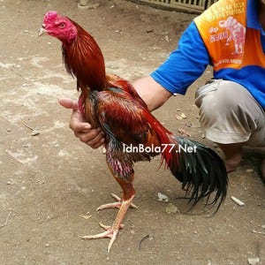 Download Gratis Gambar Cara Sederhana Memilih Ayam Bangkok Juara Berkualitas Peternak Muda Terkeren by Lampunghits.com