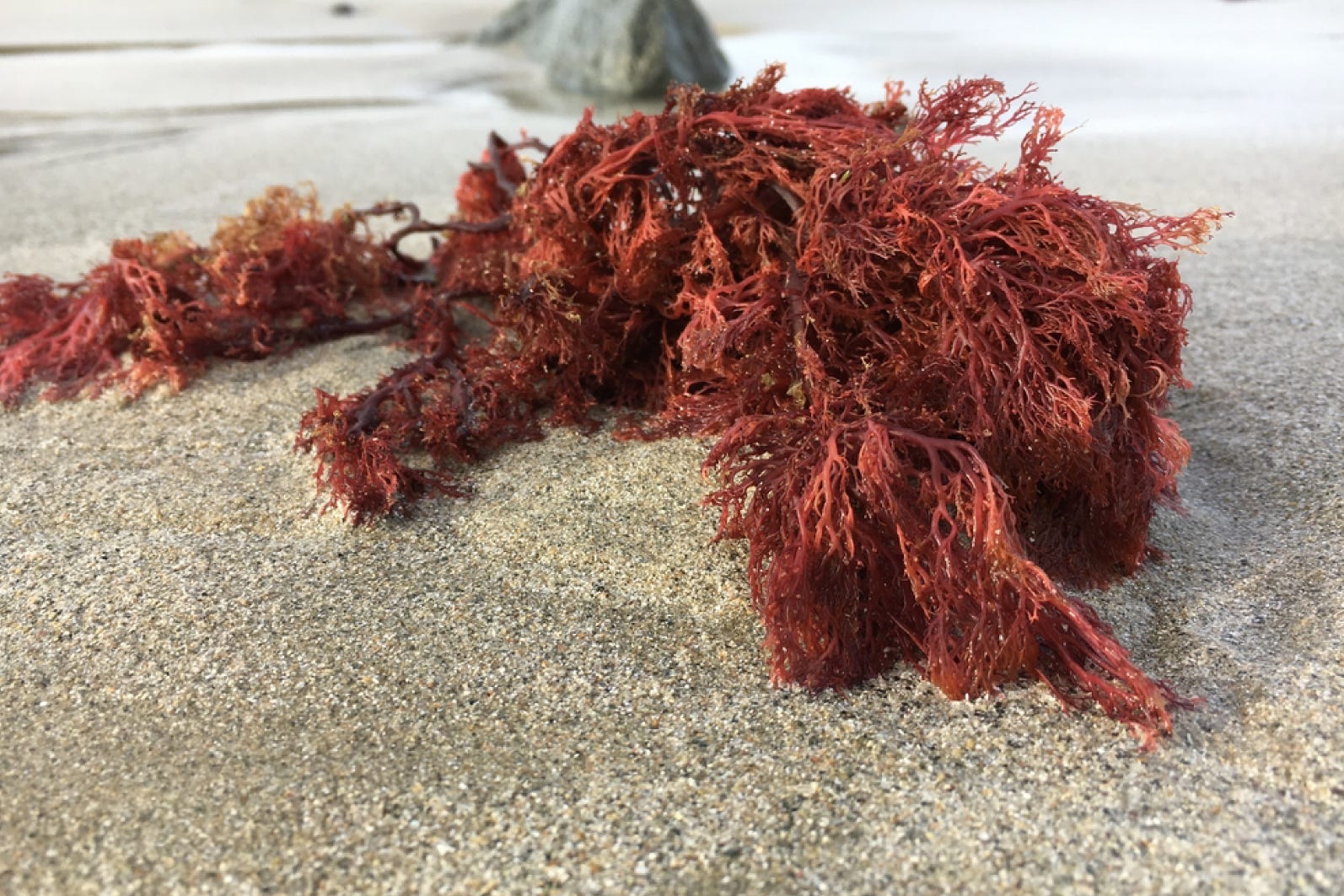 What you’re getting wrong about carrageenan