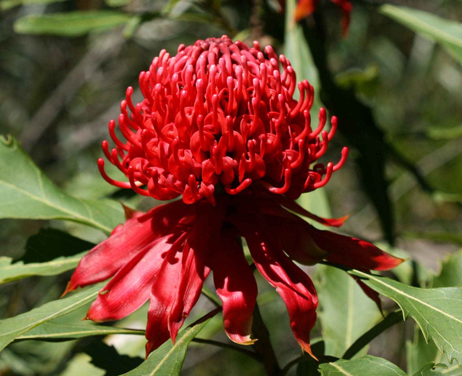 25 beautiful australian wildflowers