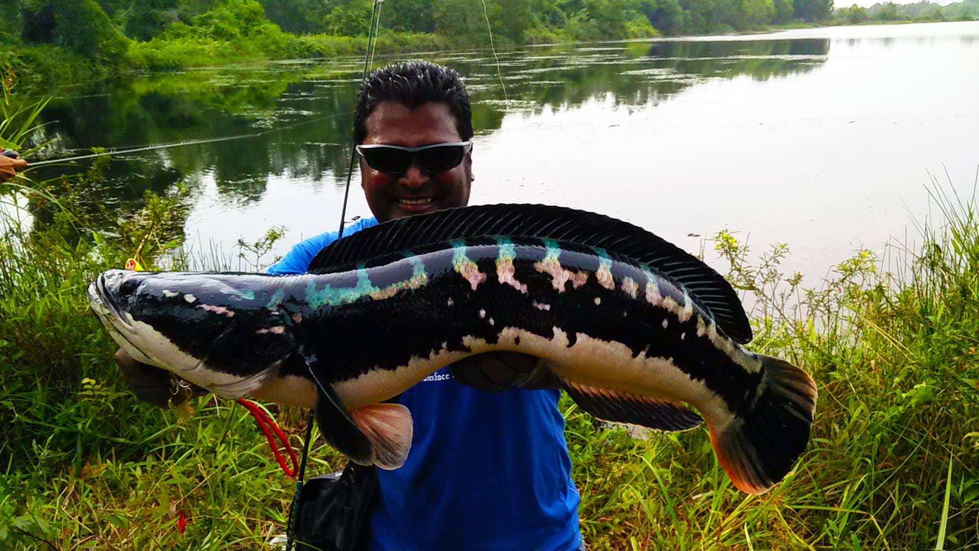 Dapatkan Gambar Wild Water Indonesia Teror Ikan Toman Di Pulau Jawa Tragedi Terkeren by www.lampunghits.com