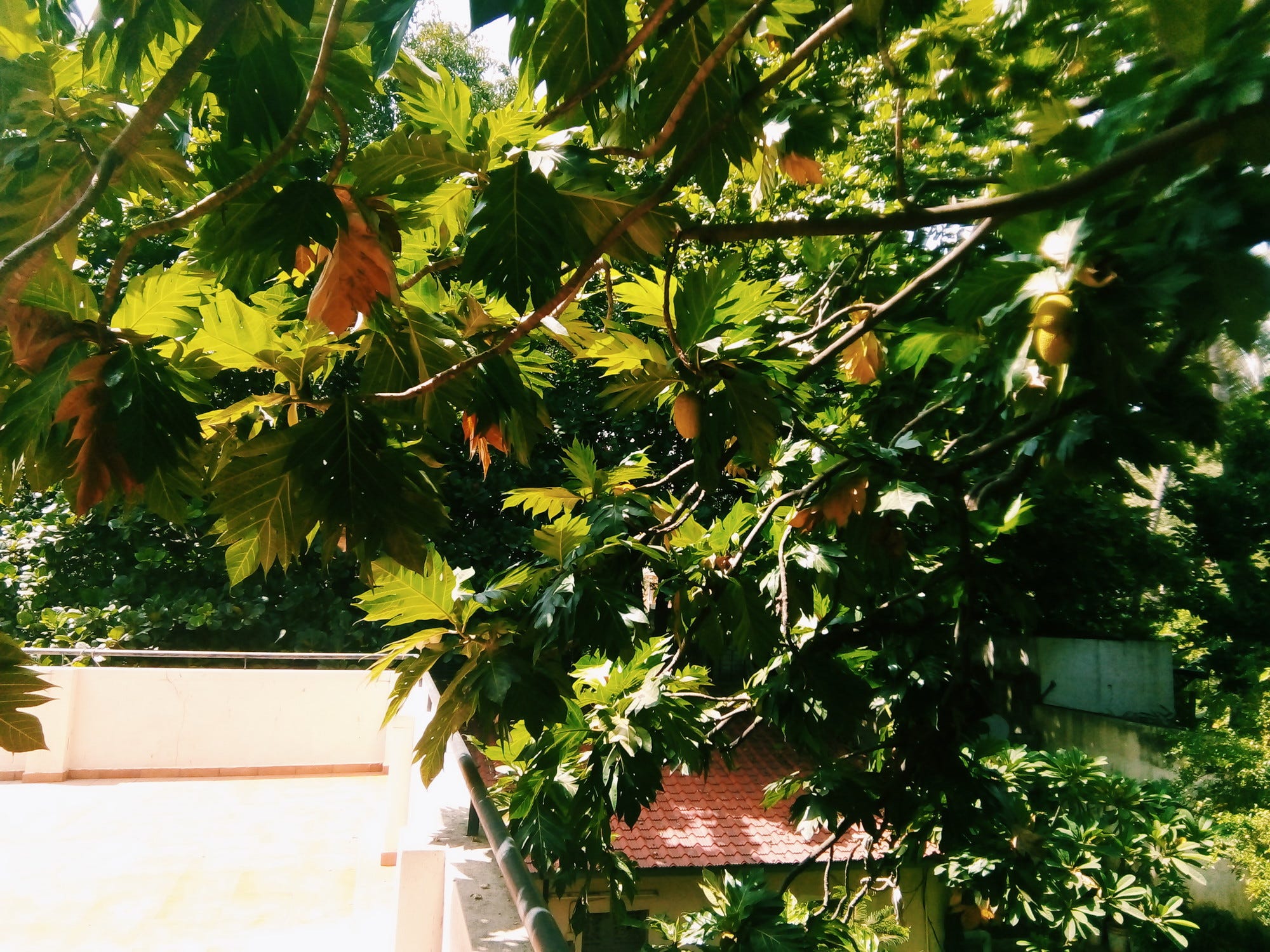 Breadfruit It S Importance History Uses Facts A Mutiny Story