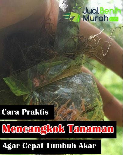 Inilah 7 Cara Praktis Teknik Mencangkok Pada Tanaman Buah Yang Baik dan  Benar Agar Mampu Tumbuh Akar Dengan Cepat | by David Marlon | Medium