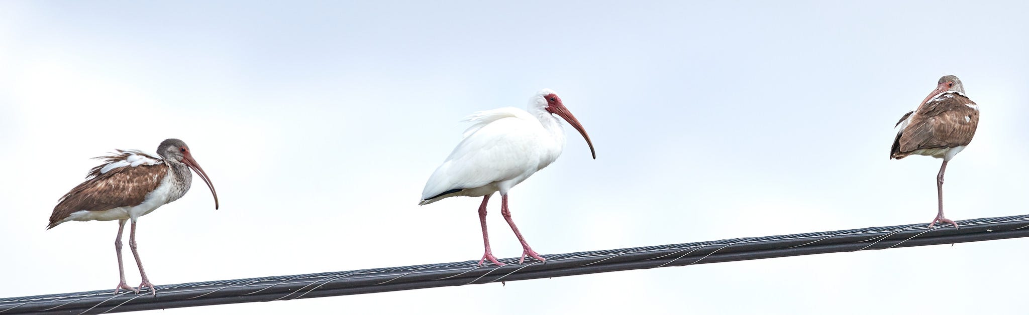 Software Roles And Titles Javascript Scene Medium